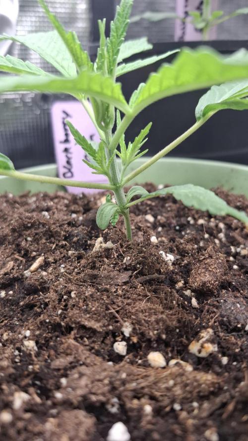 Blackberry Gum. Week 1