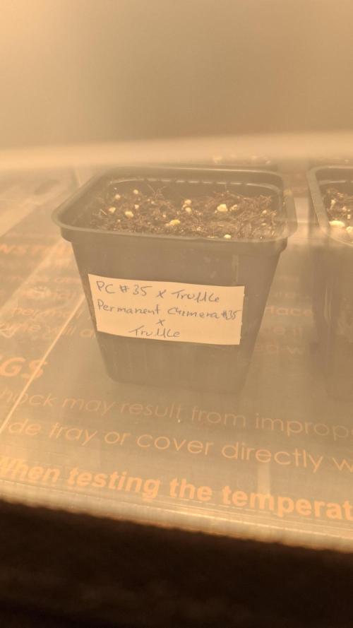 Permanent Chimera #35 x White Truffle. Week 1