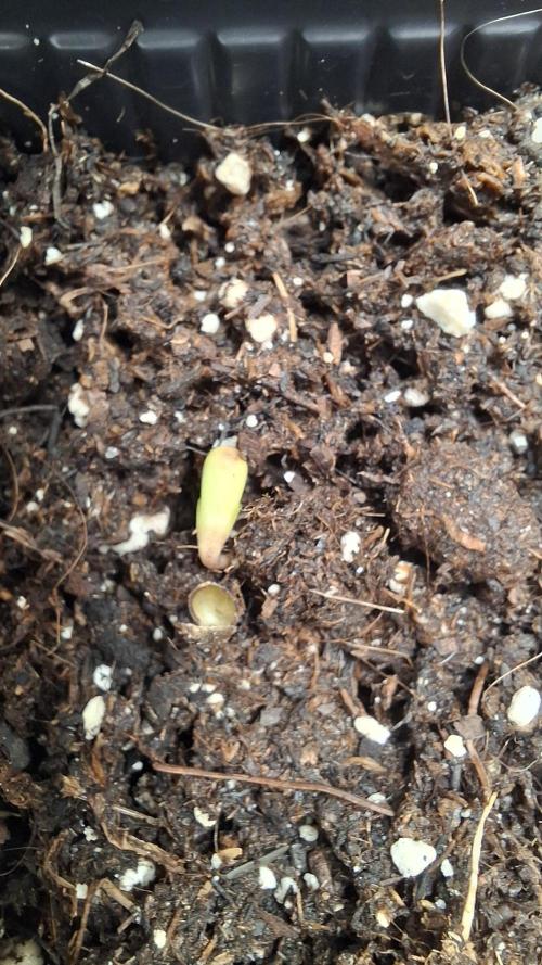 Permanent Chimera #35 x White Truffle. Week 1