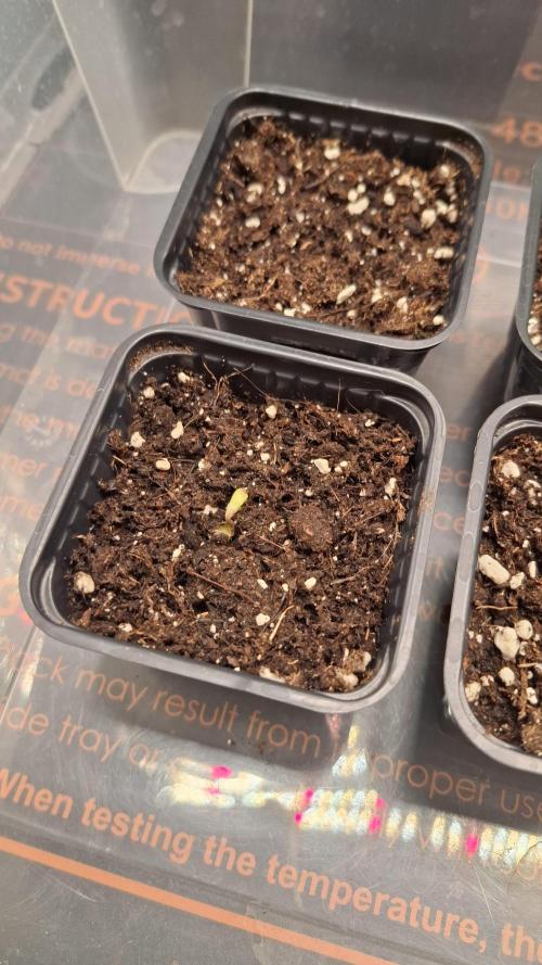 Permanent Chimera #35 x White Truffle. Week 1