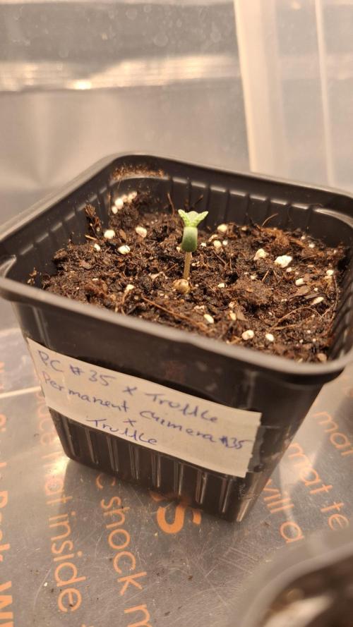 Permanent Chimera #35 x White Truffle. Week 1