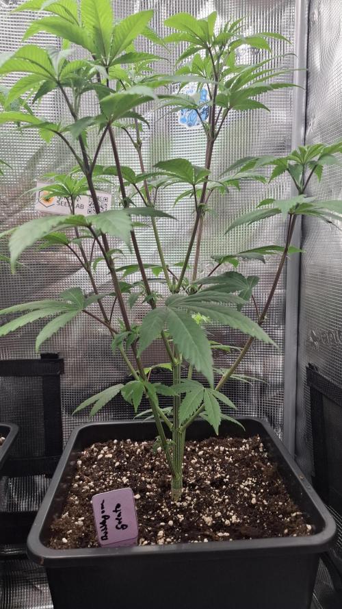 Bubblegum Gelato. Week 7