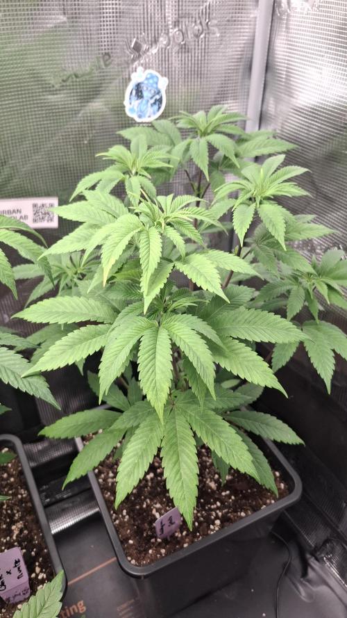 Bubblegum Gelato. Week 7