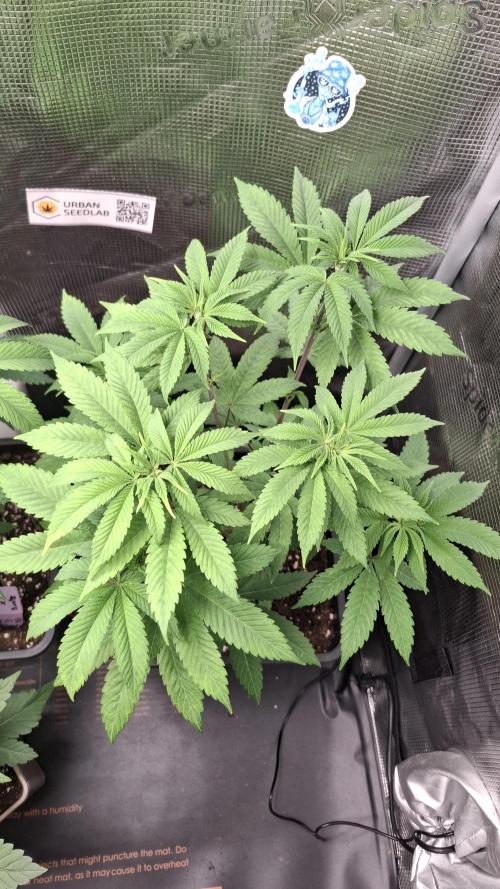 Bubblegum Gelato. Week 7