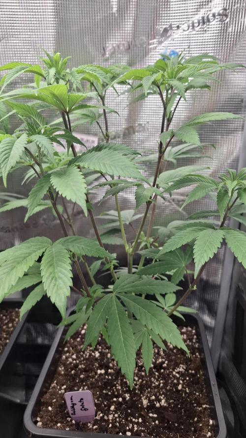 Bubblegum Gelato. Week 7