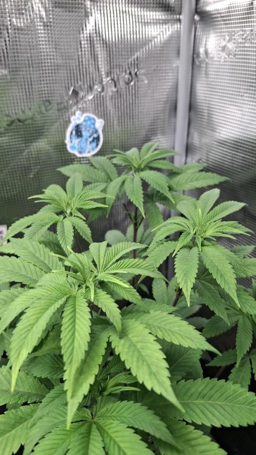 Bubblegum Gelato. Week 7