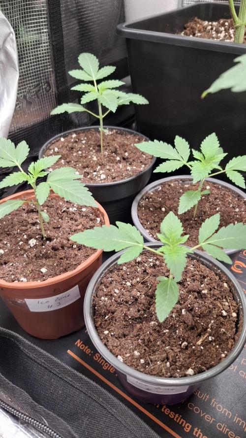 Ice Zone  (ICC x Gelato#41 x ZiZi) Reg.. Week 3