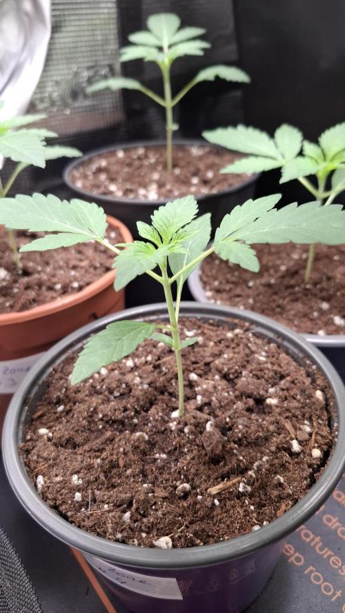 Ice Zone  (ICC x Gelato#41 x ZiZi) Reg.. Week 3