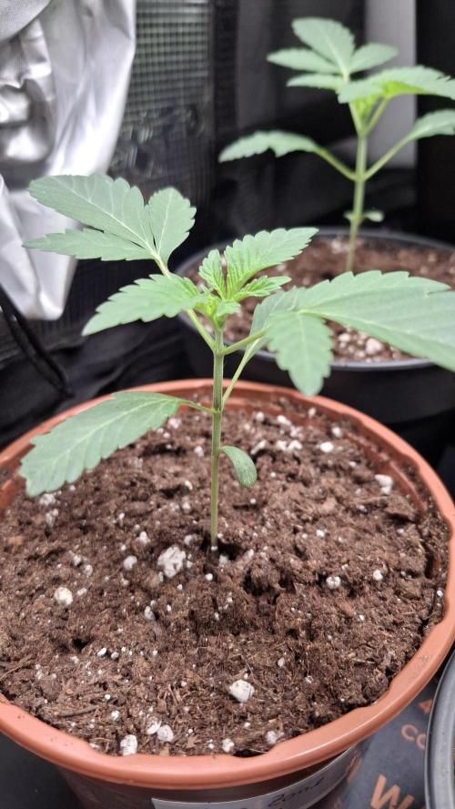 Ice Zone  (ICC x Gelato#41 x ZiZi) Reg.. Week 3