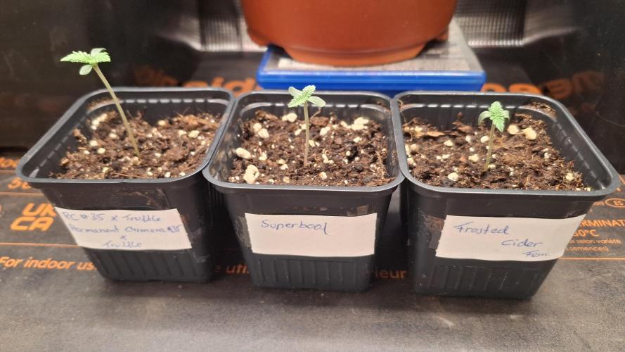 Frosted Cider Fem.. Week 1