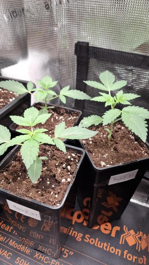 RainZ (RS11 x Gelato #41 x ZiZi) Reg.. Week 3