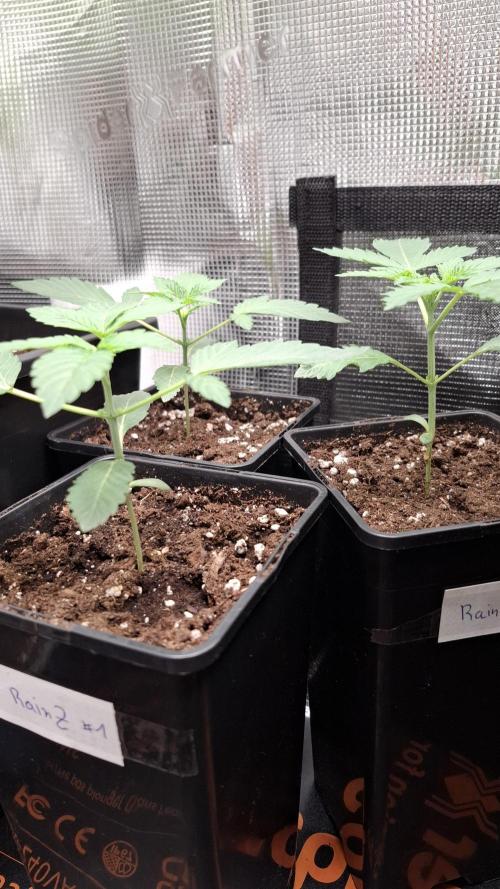 RainZ (RS11 x Gelato #41 x ZiZi) Reg.. Week 3