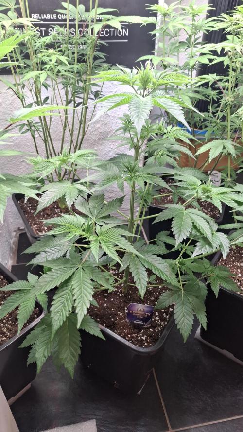 Eternity Grow Cup 26'. Week 6