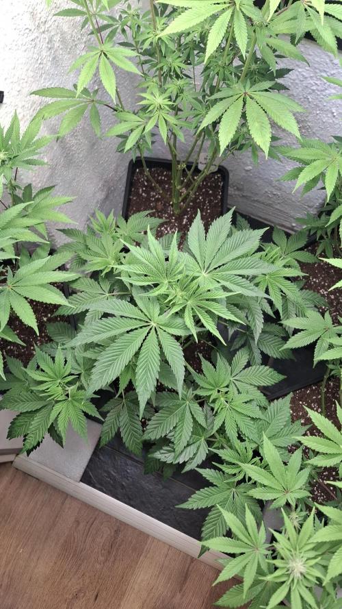 Eternity Grow Cup 26'. Week 6