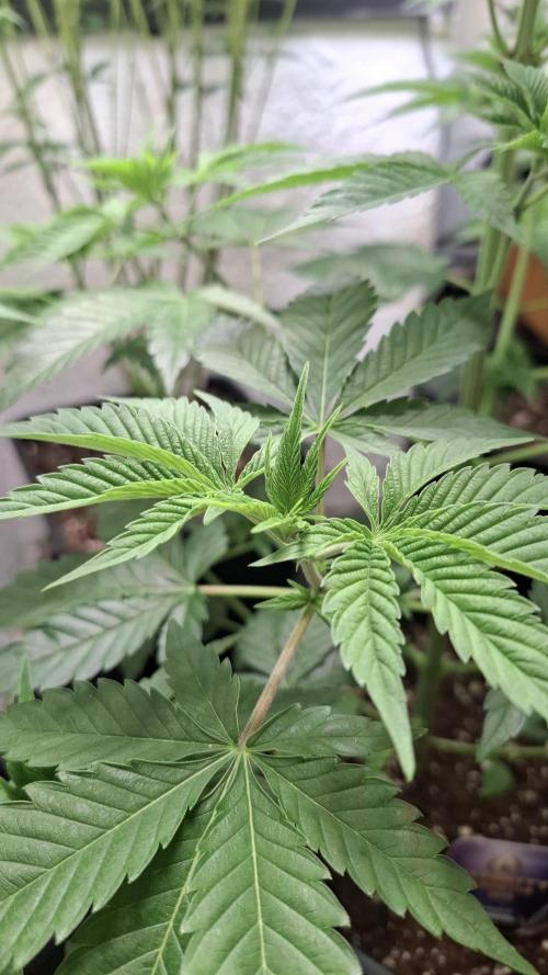 Eternity Grow Cup 26'. Week 6