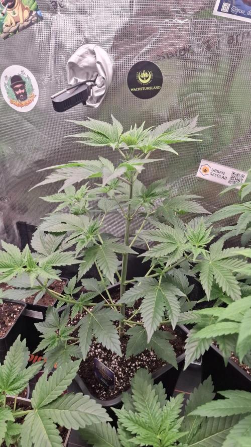 Eternity Grow Cup 26'. Week 6