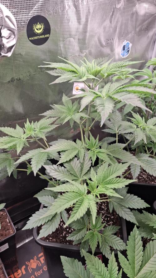 Eternity Grow Cup 26'. Week 6