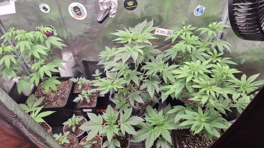 Eternity Grow Cup 26'. Week 6