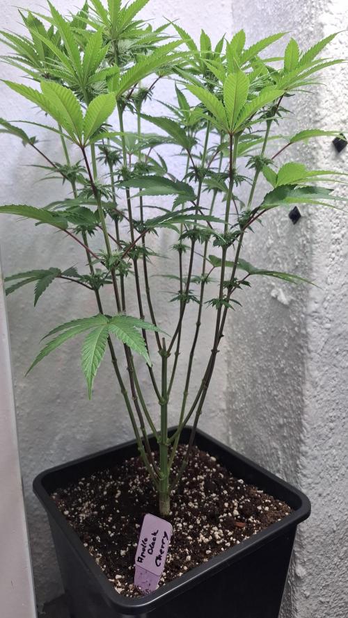 Apollo Black Cherry. Week 8