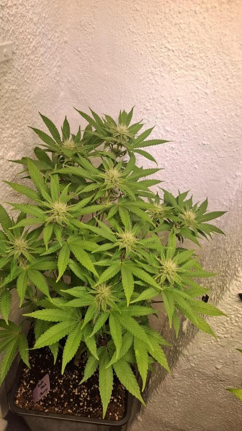Apollo Black Cherry. Week 8