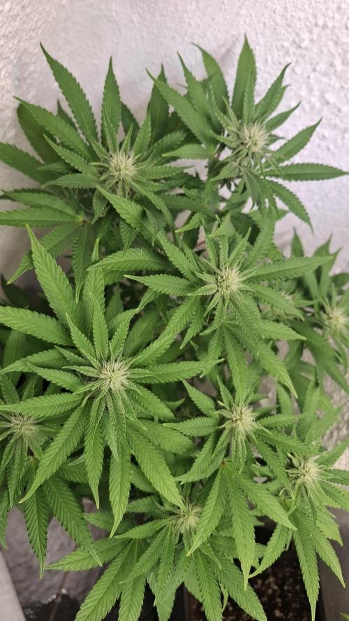 Apollo Black Cherry. Week 8