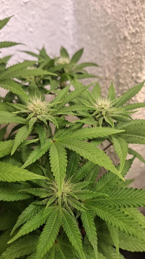 Apollo Black Cherry. Week 8