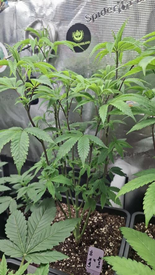 White OG x Runtz. Week 9