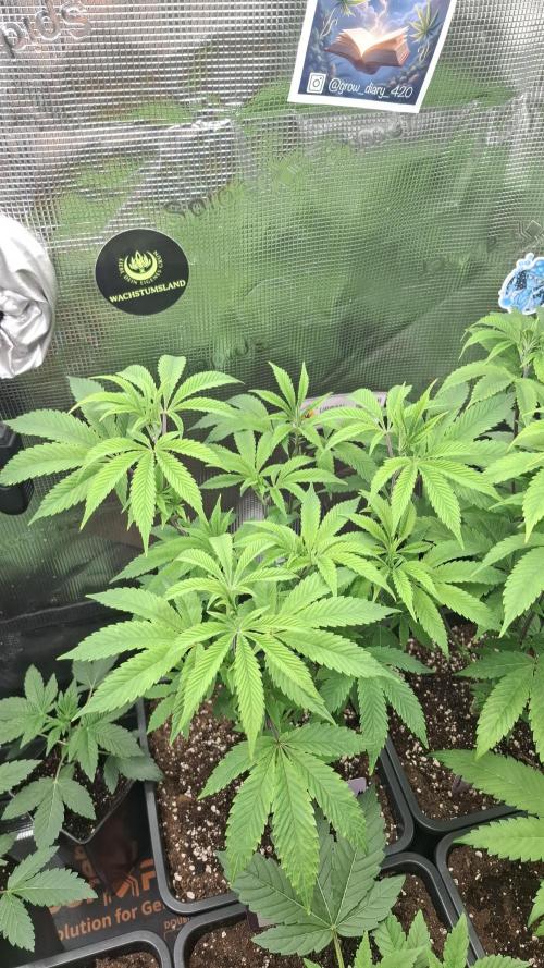 White OG x Runtz. Week 9