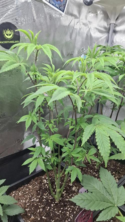 White OG x Runtz. Week 9