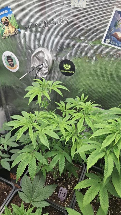 White OG x Runtz. Week 9