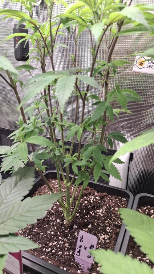 White OG x Runtz. Week 9