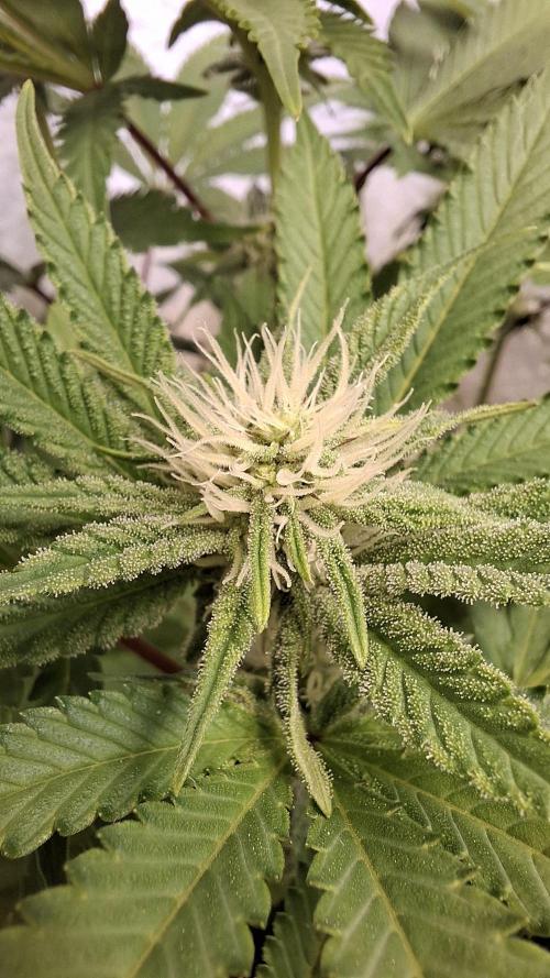 Apollo Black Cherry. Week 8