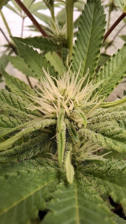 Apollo Black Cherry. Week 8