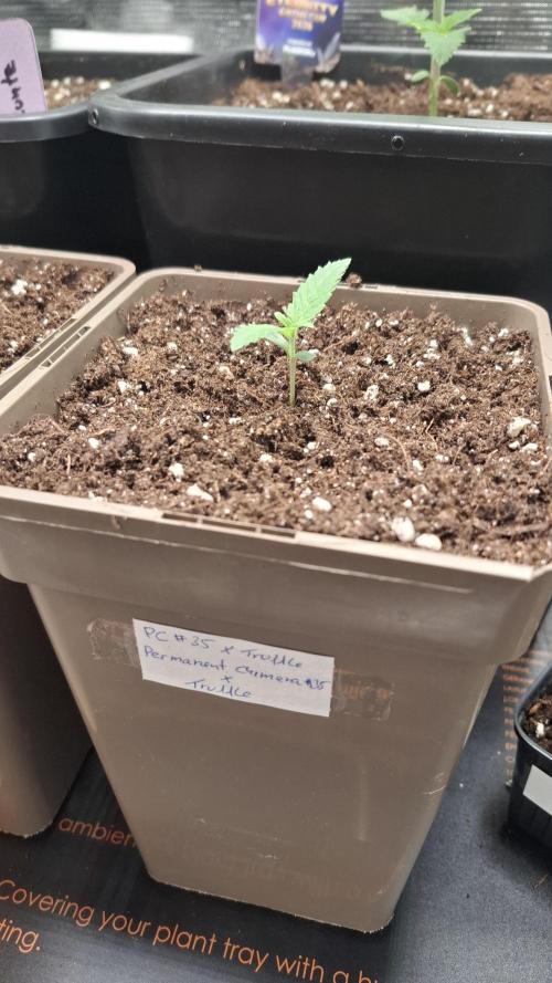 Permanent Chimera #35 x White Truffle. Week 2