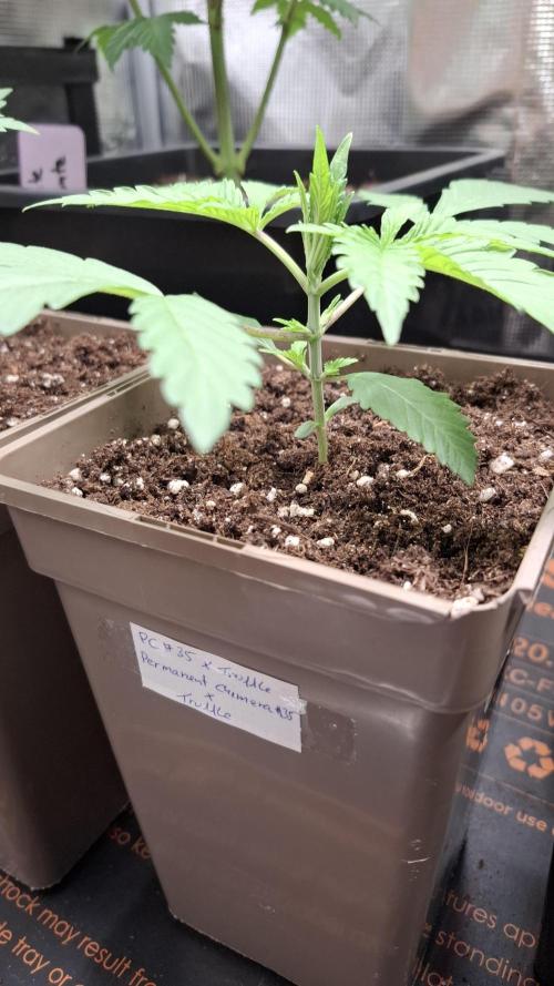 Permanent Chimera #35 x White Truffle. Week 2