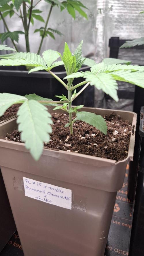 Permanent Chimera #35 x White Truffle. Week 2