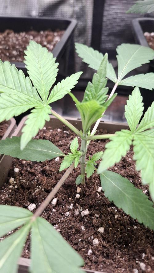 Permanent Chimera #35 x White Truffle. Week 2