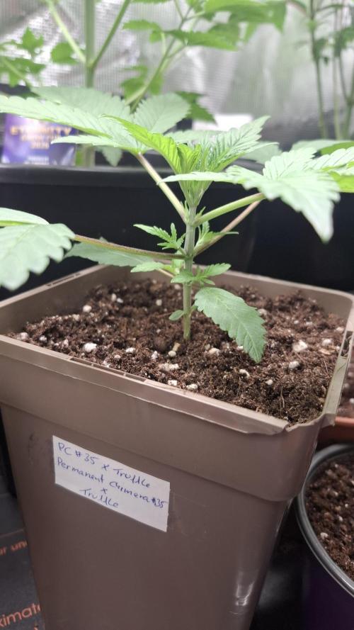 Permanent Chimera #35 x White Truffle. Week 2