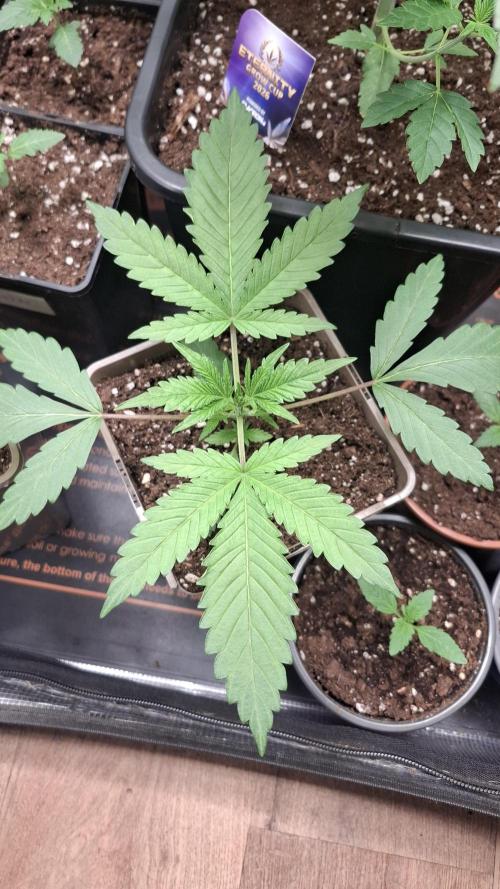 Permanent Chimera #35 x White Truffle. Week 2