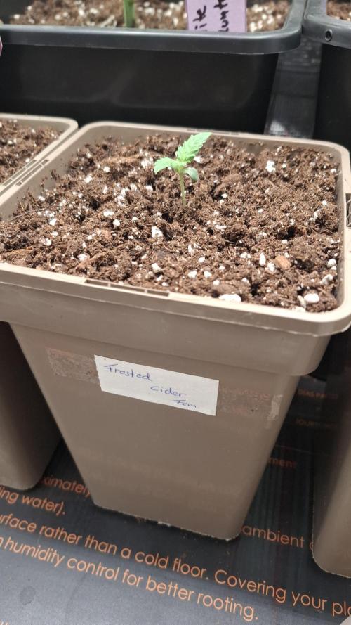 Frosted Cider Fem.. Week 2