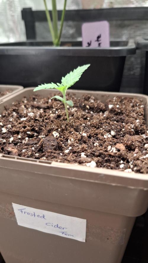 Frosted Cider Fem.. Week 2