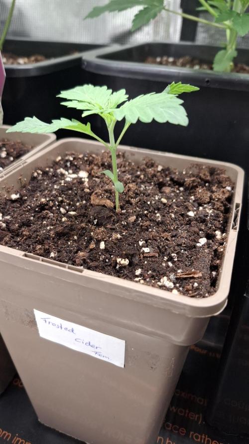 Frosted Cider Fem.. Week 2