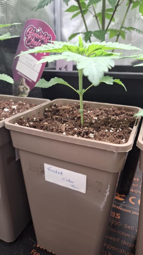 Frosted Cider Fem.. Week 2