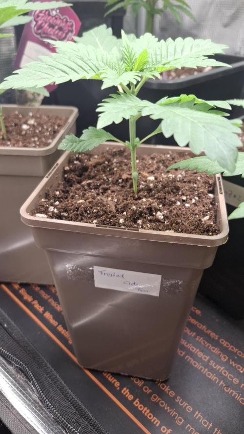 Frosted Cider Fem.. Week 2