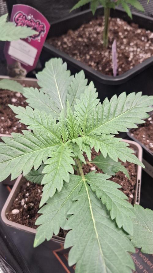 Frosted Cider Fem.. Week 2