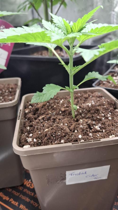 Frosted Cider Fem.. Week 2