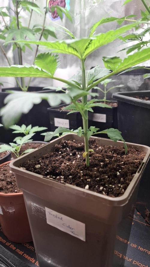 Frosted Cider Fem.. Week 2