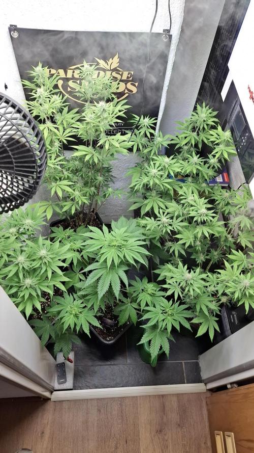 Eternity Grow Cup 26'. Week 7