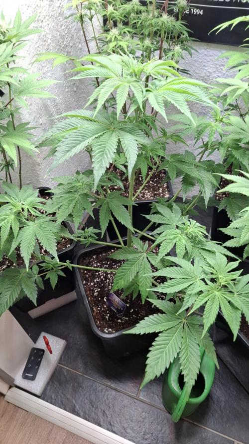 Eternity Grow Cup 26'. Week 7