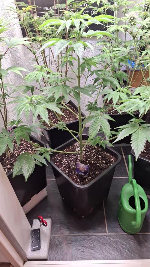 Eternity Grow Cup 26'. Week 7